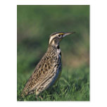 Western Meadowlark Post Cards