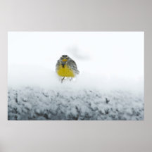 western meadowlark poster