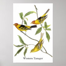 Western Tanager - John James Audubon Posters