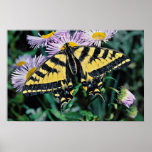 Western tiger swallowtail  flowers posters