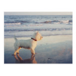 Westies and the Ocean Post Card