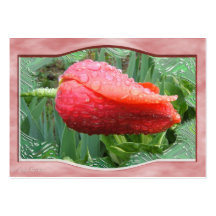 Wet Tulip 97 ~ ATC Business Cards