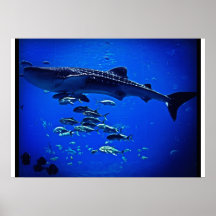 Whale Shark Poster