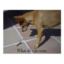 "What do i do now." Postcard