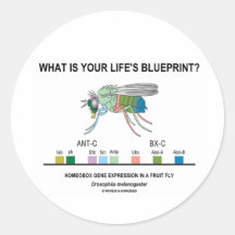 What Is Your Life's Blueprint? (Gene Expression) Stickers