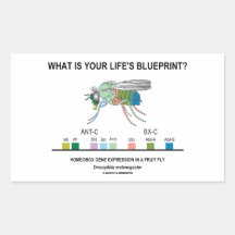 What Is Your Life's Blueprint? (Gene Expression) Stickers