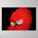 What now little parrot print