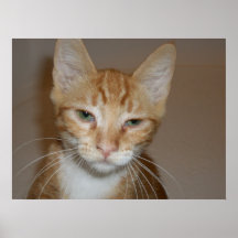 What's up Kitty Poster