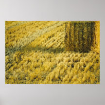 Wheat Field Print