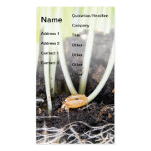 Wheat germination business card