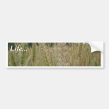 Wheat Plant Seeds Bumper Sticker