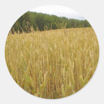 Wheat Plants Round Sticker