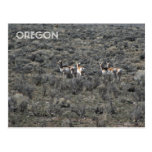Where the Antelope play - Customised Post Cards
