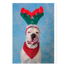 Where's my egg nog? post cards