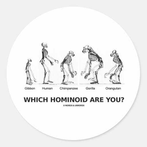  - which_hominoid_are_you_hominid_skeletons_sticker-r830e5b512b484b32acd6ce66a25089a7_v9waf_8byvr_512