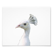 White albino peacock head cutout photograph