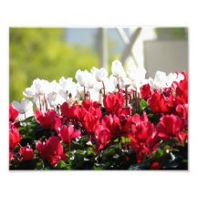 White And Red Flowers Photo Print