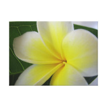 White And Yellow Frangipani Flower Canvas Prints