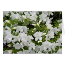 White Azalea Bush Flowers in Bloom All Occasion Card