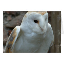 White Barn Owl  Greeting Card
