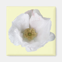 White Beach Rose Coordinating Items Magnet