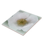 White Beach Rose - Rosa rugosa Ceramic Tile