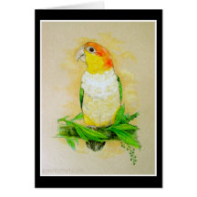White Bellied Caique Greeting Cards