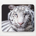 White Bengal Tiger Photography Mouse Pads