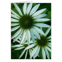 white-blooms cards