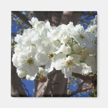 White Blossoms Magnet