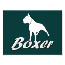 White Boxer Dog Photo
