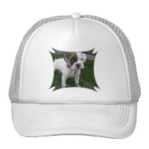 White Boxer Puppy Hat