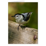 White-Breasted Nuthatch Card