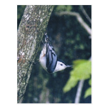 white breasted nuthatch field Guide Card Postcards