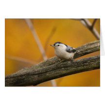 White-breasted Nuthatch Greeting Card
