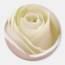 White Bridal Rose Refrigerator Magnet