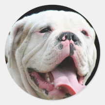 White Bulldog Round Stickers