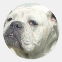 White Bulldog stickers