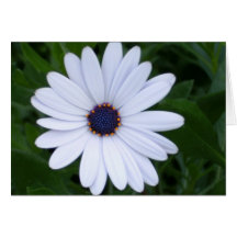 White! Cards