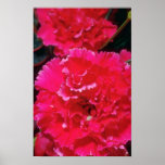 White Carnation flowers Print