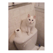 white cat blends in Postcard