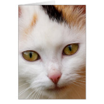 White cat cards