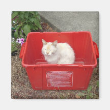 white cat  Magnet