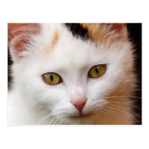 White cat postcards
