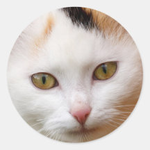 White cat round sticker