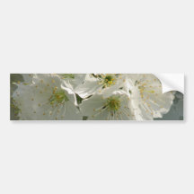White Cherry Blossoms Bumper Sticker