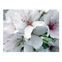 White Cherry Blossoms Photo Post Cards
