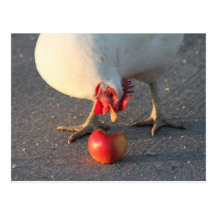 White Chicken and Apple Postcard