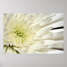 White Chrysanthemum Canvas Print Version B