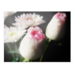 White Chrysanthemums and Roses 5 - Floral Art Postcards